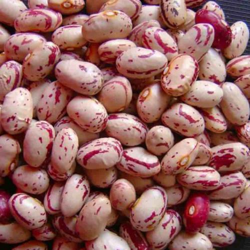 Сорта фасоли Кустовые и Вьющиеся. Вьющиеся сорта фасоли 01 Сорта фасоли Кустовые и Вьющиеся. Вьющиеся сорта фасоли 01