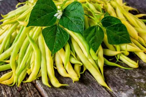 Сорта фасоли Кустовые и Вьющиеся. Вьющиеся сорта фасоли 04 Сорта фасоли Кустовые и Вьющиеся. Вьющиеся сорта фасоли 04