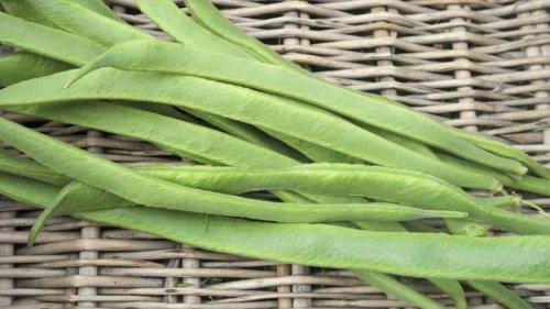 Самые урожайные сорта фасоли в украине. Топ-26 лучших сортов фасоли с фото и описанием: каких разновидностей они бывают и как подобрать нужную