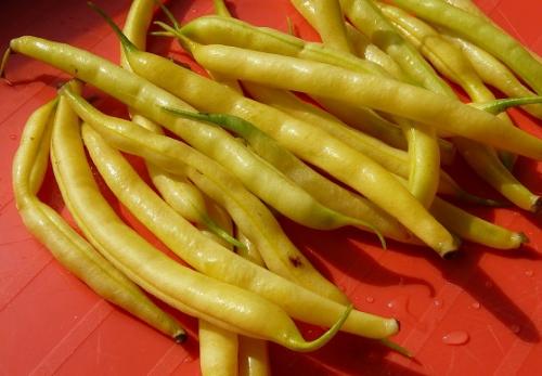 Самая крупная фасоль. Сорта фасоли