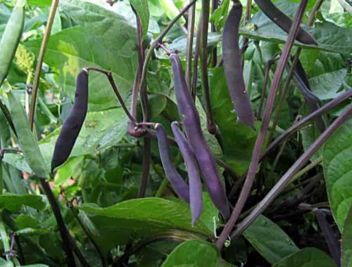 Сорта фасоли Кустовые и Вьющиеся. Вьющиеся сорта фасоли 02 Сорта фасоли Кустовые и Вьющиеся. Вьющиеся сорта фасоли 02