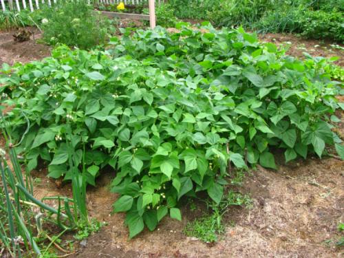 Сорта фасоли Кустовые и Вьющиеся. Вьющиеся сорта фасоли 09 Сорта фасоли Кустовые и Вьющиеся. Вьющиеся сорта фасоли 09