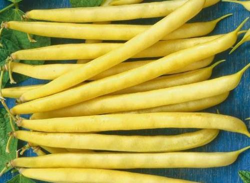 Самая крупная фасоль. Сорта фасоли
