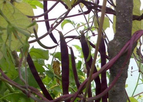 Самая крупная фасоль. Сорта фасоли