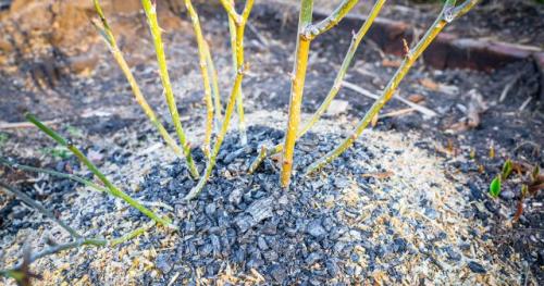 Как ухаживать за розами после снятия укрытия весной. Подкормка роз весной