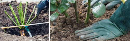 Можно ли не укрывать плетистую розу, если она морозостойкая. ВИДЫ МОРОЗОСТОЙКИХ РОЗ