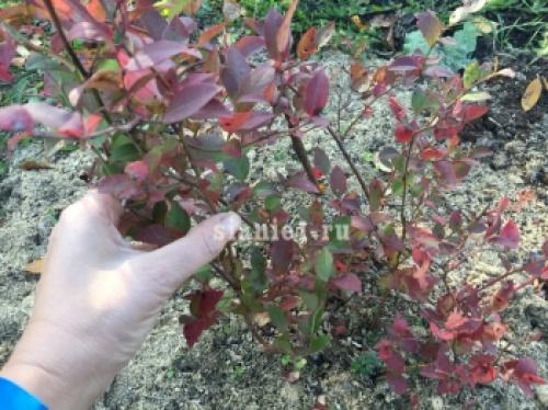 Полное руководство: как правильно укрыть растения на зиму 10