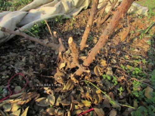 Как защитить розы от морозов: советы по укрытию на зиму 01 Как защитить розы от морозов: советы по укрытию на зиму 01