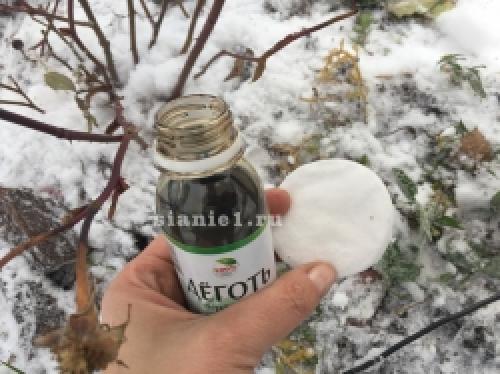 Полное руководство: как правильно укрыть растения на зиму 13