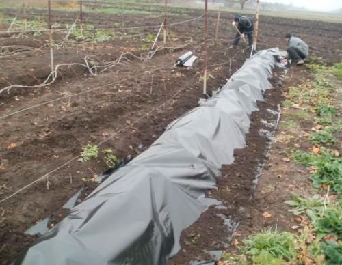 Какие ошибки при укрытии винограда могут привести к его гибели. Укрытие для винограда
