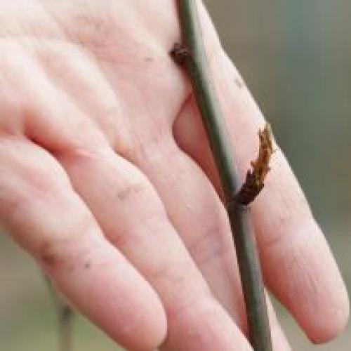 Как обрезать розы после зимы, если они немного замерзли.  Санитарная обрезка