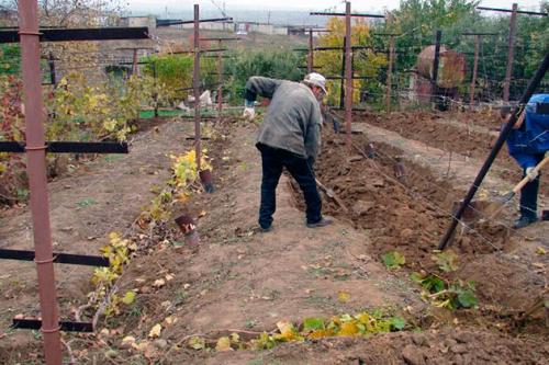 Какие ошибки чаще всего совершают начинающие при укрытии винограда. Укрытие для винограда