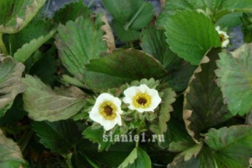 Полное руководство: как правильно укрыть растения на зиму 03