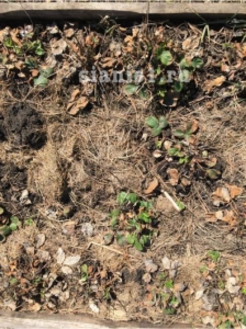 Полное руководство: как правильно укрыть растения на зиму 06