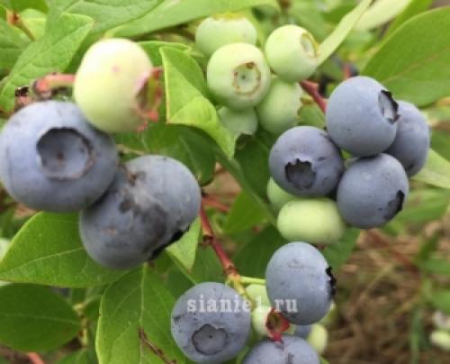 Полное руководство: как правильно укрыть растения на зиму 02