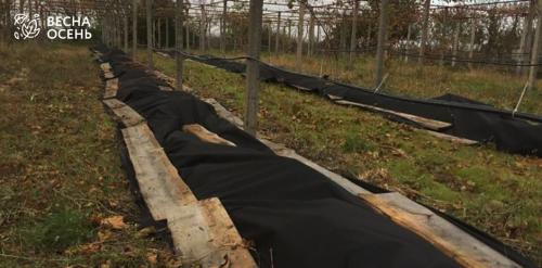 Полное руководство по укрытию винограда в Подмосковье: советы и рекомендации 04 Полное руководство по укрытию винограда в Подмосковье: советы и рекомендации 04