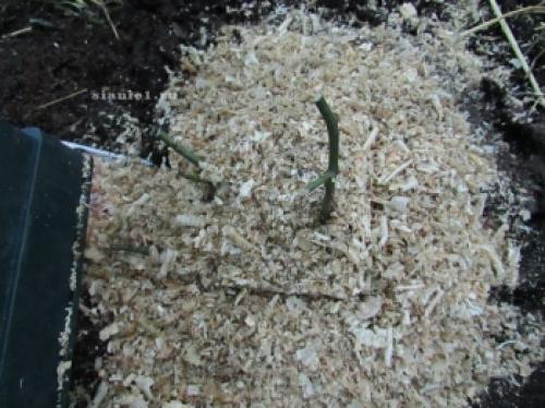 Как защитить розы от морозов: советы по укрытию на зиму 02 Как защитить розы от морозов: советы по укрытию на зиму 02