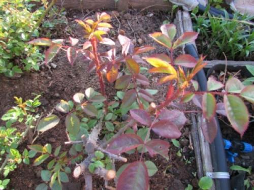 Как защитить розы от морозов: советы по укрытию на зиму 10 Как защитить розы от морозов: советы по укрытию на зиму 10