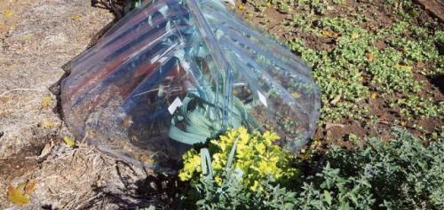 Какие проверенные методы укрытия растений на зиму существуют. Особенности укрытий в зависимости от климата