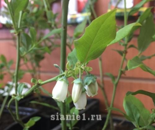 Полное руководство: как правильно укрыть растения на зиму 09