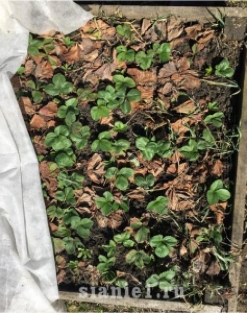 Полное руководство: как правильно укрыть растения на зиму 07