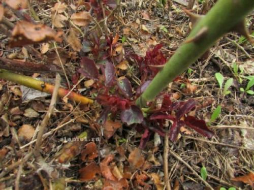 Как защитить розы от морозов: советы по укрытию на зиму 06 Как защитить розы от морозов: советы по укрытию на зиму 06