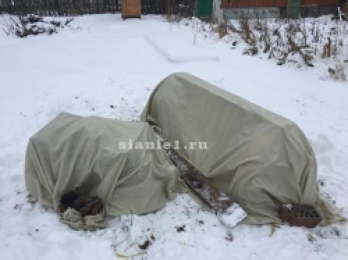 Полное руководство: как правильно укрыть растения на зиму 15