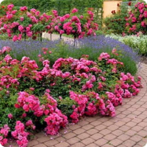 Можно ли не укрывать плетистую розу, если она морозостойкая. ВИДЫ МОРОЗОСТОЙКИХ РОЗ