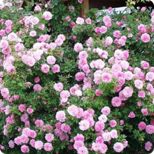 Можно ли не укрывать плетистую розу, если она морозостойкая. ВИДЫ МОРОЗОСТОЙКИХ РОЗ