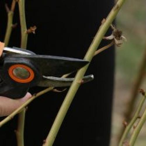 Как обрезать розы после зимы, если они немного замерзли.  Санитарная обрезка