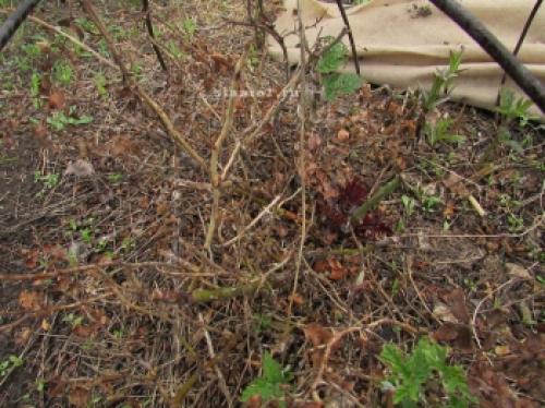 Как защитить розы от морозов: советы по укрытию на зиму Как защитить розы от морозов: советы по укрытию на зиму