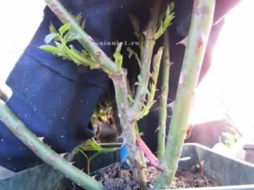 Как защитить розы от морозов: советы по укрытию на зиму 04 Как защитить розы от морозов: советы по укрытию на зиму 04