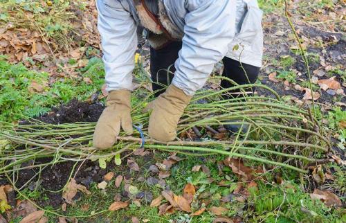 Как защитить розы от грызунов и вредителей под укрытием. Подготовка роз к зиме – обрабатываем от болезней, заботимся!