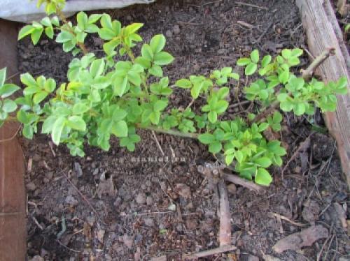 Как защитить розы от морозов: советы по укрытию на зиму 08 Как защитить розы от морозов: советы по укрытию на зиму 08