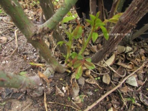 Как защитить розы от морозов: советы по укрытию на зиму 09 Как защитить розы от морозов: советы по укрытию на зиму 09