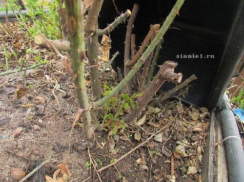 Как защитить розы от морозов: советы по укрытию на зиму 05 Как защитить розы от морозов: советы по укрытию на зиму 05