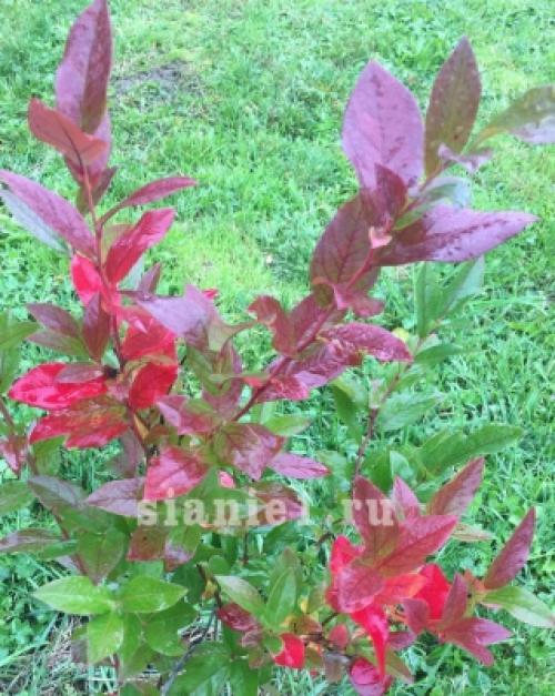 Полное руководство: как правильно укрыть растения на зиму 08