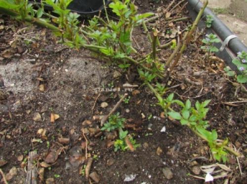 Как защитить розы от морозов: советы по укрытию на зиму 07 Как защитить розы от морозов: советы по укрытию на зиму 07