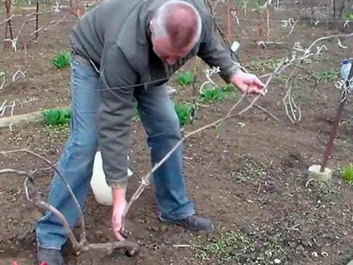 Какие самые распространенные ошибки при укрытии роз и винограда. Укрытие для винограда