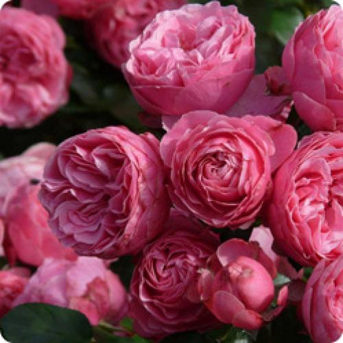 Можно ли не укрывать плетистую розу, если она морозостойкая. ВИДЫ МОРОЗОСТОЙКИХ РОЗ