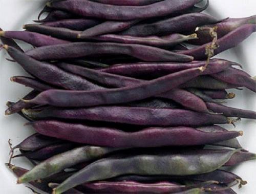 Декоративная фасоль, как элемент ландшафтного дизайна. Долихос пурпурный (Lablab purpureus) 04