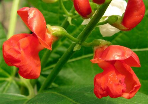 Как посадить декоративную фасоль. Выращивание декоративной фасоли из семян: посадка и уход 07