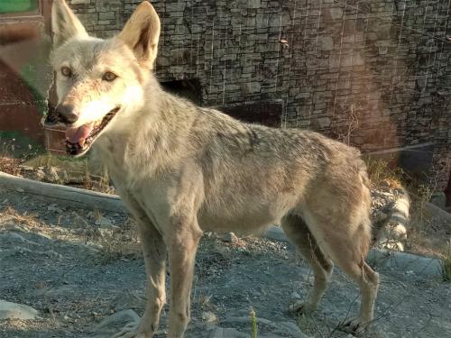 Как животные готовятся к путешествию в южные регионы. Как животные «Сафари-Парка» Геленджика спасаются от жары