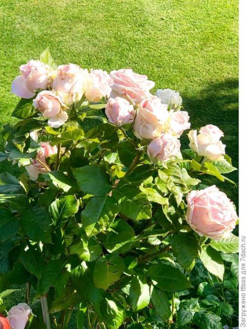 Три способа укрытия роз на зиму