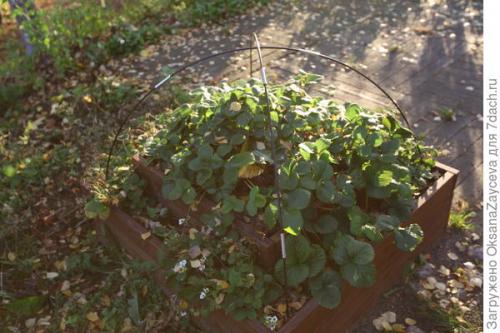 Можно ли сочетать несколько материалов для укрытия одного растения. Как укрыть лианы вместе со шпалерами, или Одеялко для актинидий