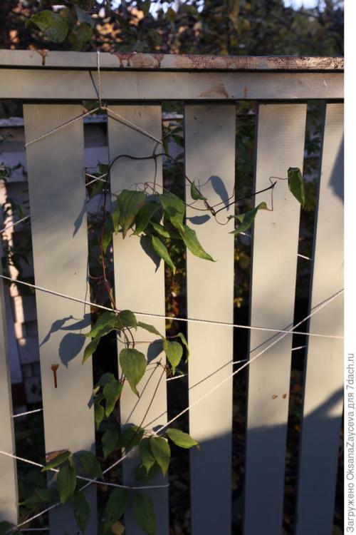 Можно ли сочетать несколько материалов для укрытия одного растения. Как укрыть лианы вместе со шпалерами, или Одеялко для актинидий