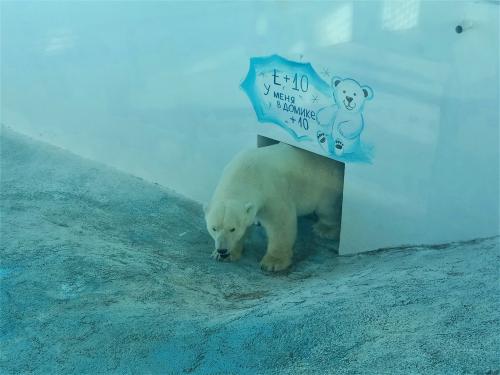 Как животные готовятся к путешествию в южные регионы. Как животные «Сафари-Парка» Геленджика спасаются от жары