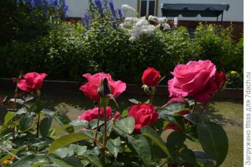 Три способа укрытия роз на зиму