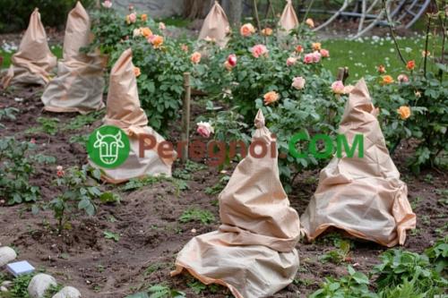Основные методы укрытия растений на зиму: советы для начинающих 02 Основные методы укрытия растений на зиму: советы для начинающих 02