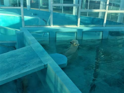 Как животные готовятся к путешествию в южные регионы. Как животные «Сафари-Парка» Геленджика спасаются от жары